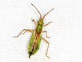 Myrmus miriformis